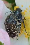 Oxythyrea funesta