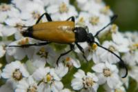 Stictoleptura fulva