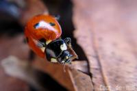 Coccinella septempunctata