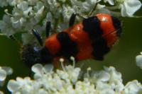 Trichodes apiarius