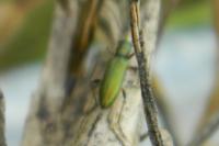Chrysanthia geniculata