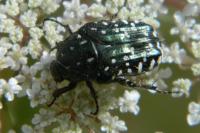 Oxythyrea funesta