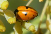 Hippodamia variegata