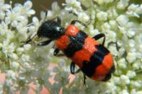 Trichodes apiarius