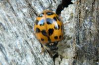Harmonia axyridis