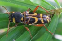 Xylotrechus arvicola