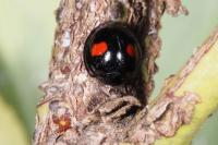 Chilocorus renipustulatus