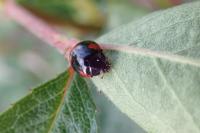 Adalia bipunctata
