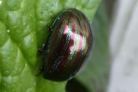 Chrysolina americana
