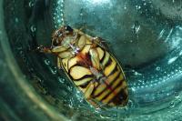 Dytiscus circumflexus