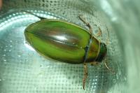 Dytiscus circumflexus