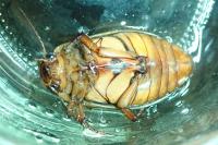 Dytiscus marginalis