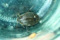 Acilius sulcatus