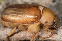 Rhizotrogus