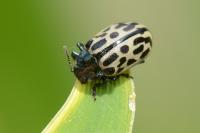 Chrysomela vigintipunctata