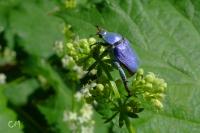 Hoplia coerulea