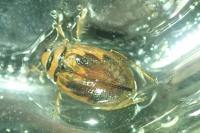 Hygrobia hermanni