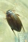 Colymbetes fuscus