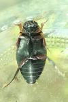 Colymbetes fuscus