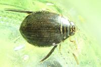 Acilius sulcatus
