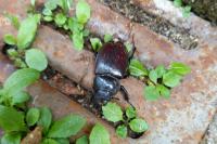 Lucanus cervus cervus