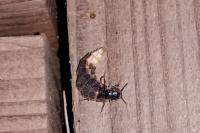 Lampyris noctiluca