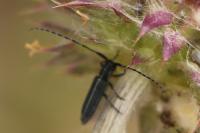 Agapanthia