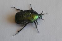 Cetonia aurata