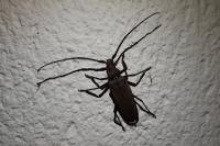 Aegosoma scabricorne