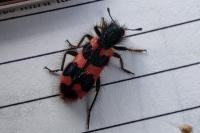 Trichodes alvearius