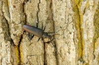 Cerambyx cerdo