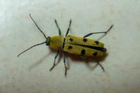 Chlorophorus glabromaculatus