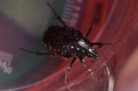 Oxythyrea funesta