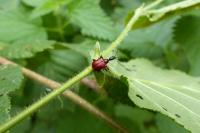 Apoderus coryli