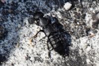 Ocypus olens