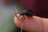 Galeruca tanaceti