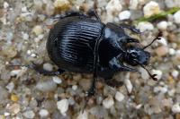 Typhaeus typhoeus