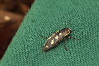 Buprestis novemmaculata