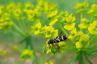 Clytus arietis