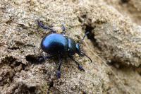Timarcha goettingensis