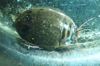 Acilius sulcatus