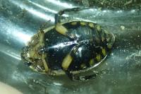 Acilius sulcatus
