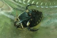 Acilius sulcatus