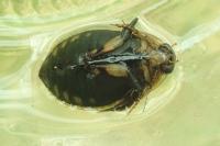 Acilius sulcatus