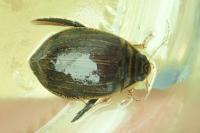 Acilius sulcatus