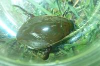 Cybister lateralimarginalis