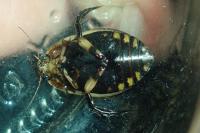 Acilius sulcatus
