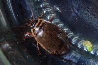 Acilius sulcatus