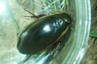 Dytiscus dimidiatus