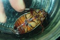 Dytiscus dimidiatus